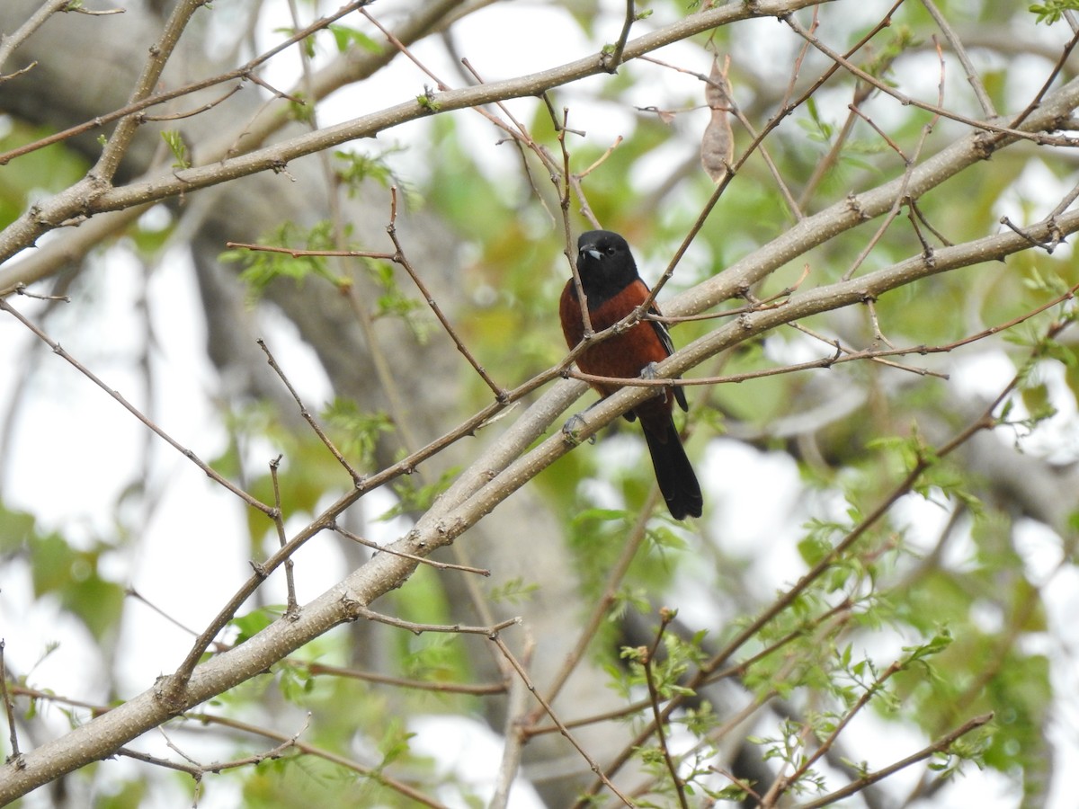 Orchard Oriole - ML449050891