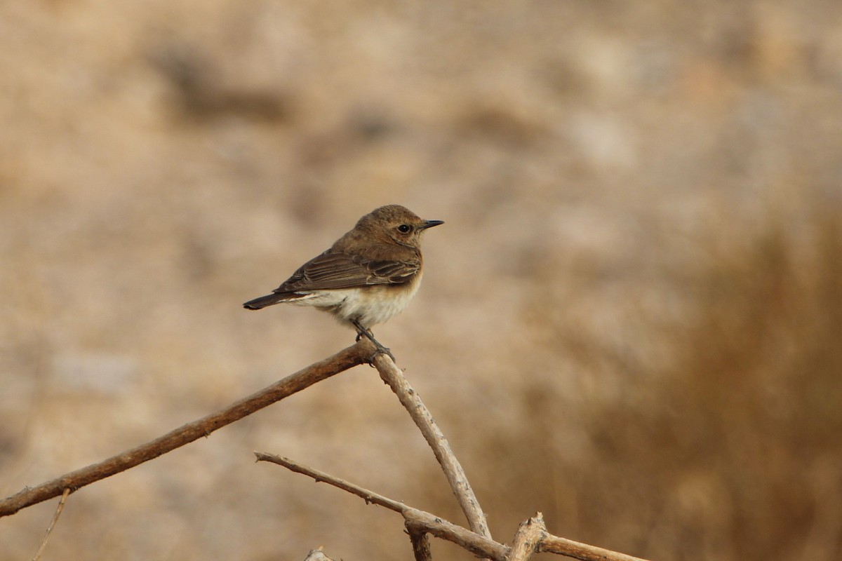 סלעית קיץ - ML449051001