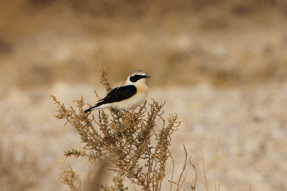 Eastern Black-eared Wheatear - ML449051151