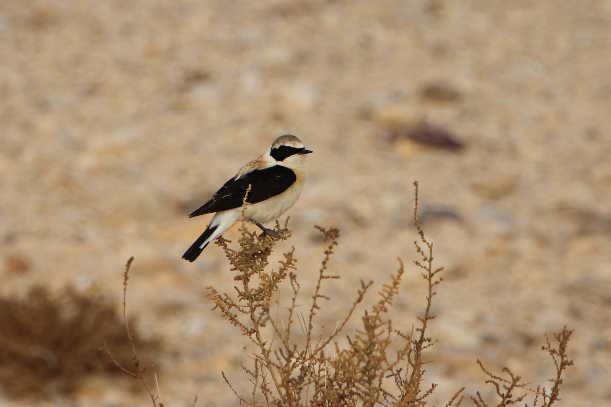 Eastern Black-eared Wheatear - ML449051171