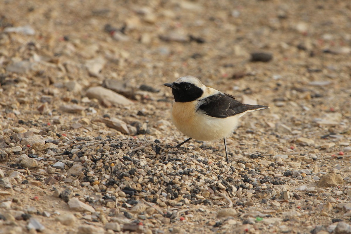 Eastern Black-eared Wheatear - ML449051181