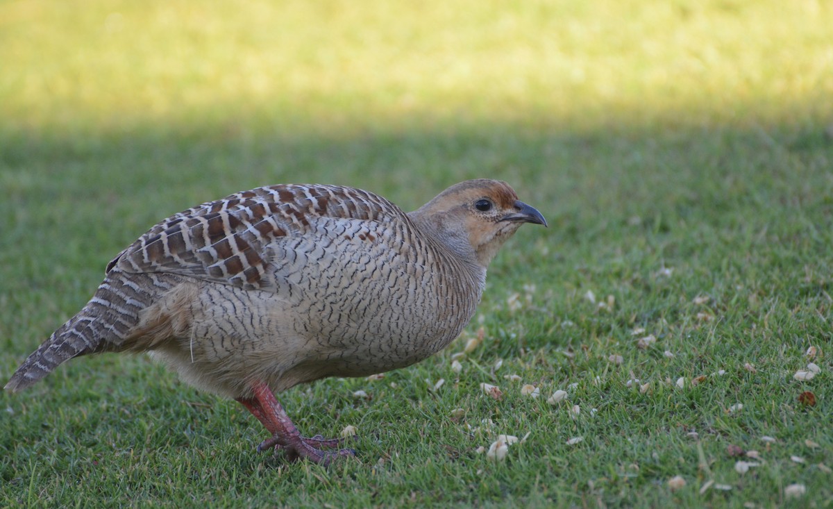 Gray Francolin - Bridget Spencer