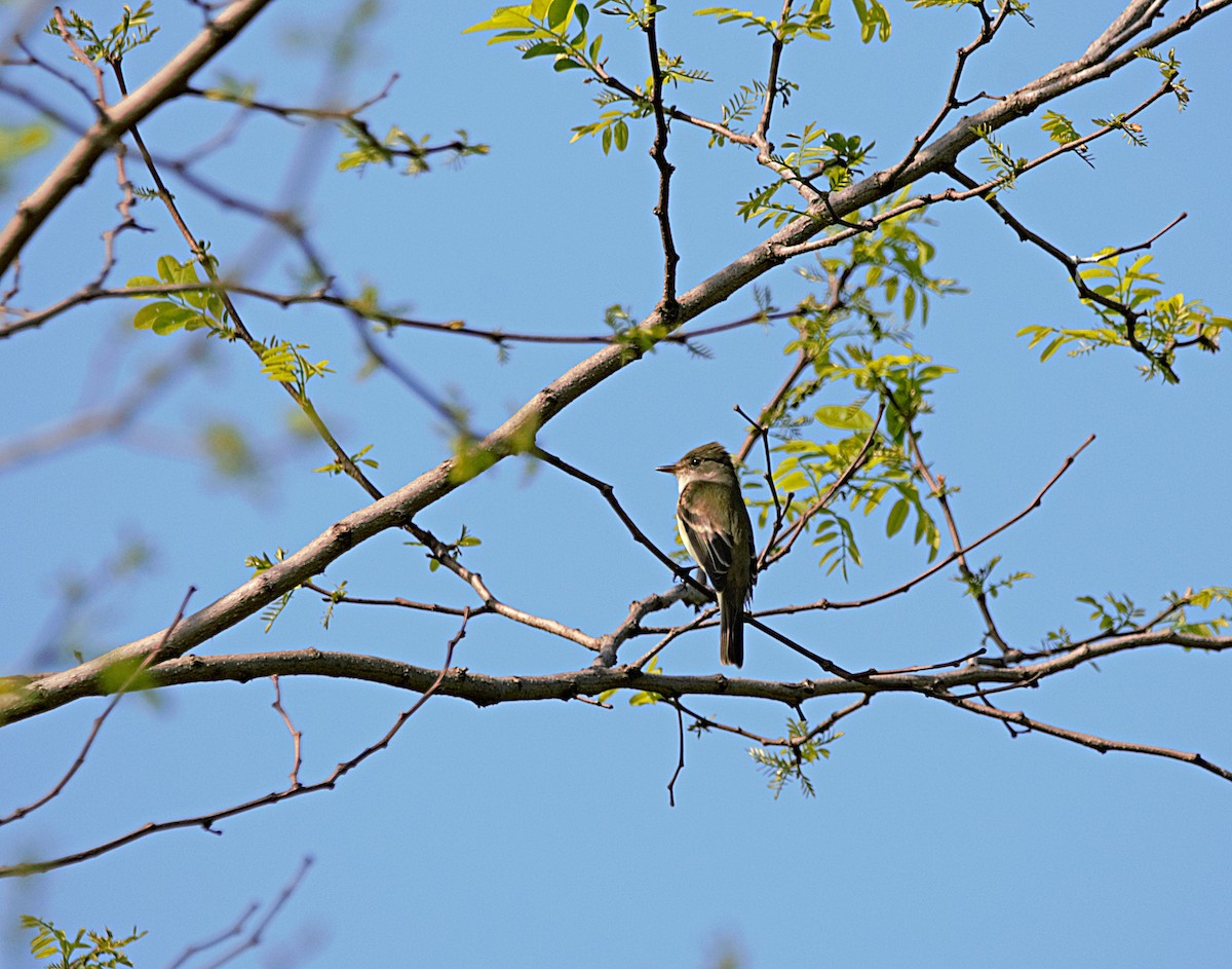 Willow Flycatcher - ML449053321