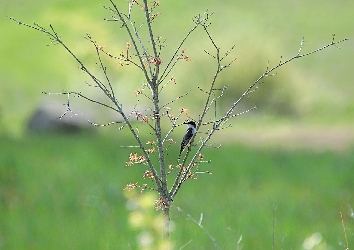 Eastern Kingbird - Aurelia Kucera