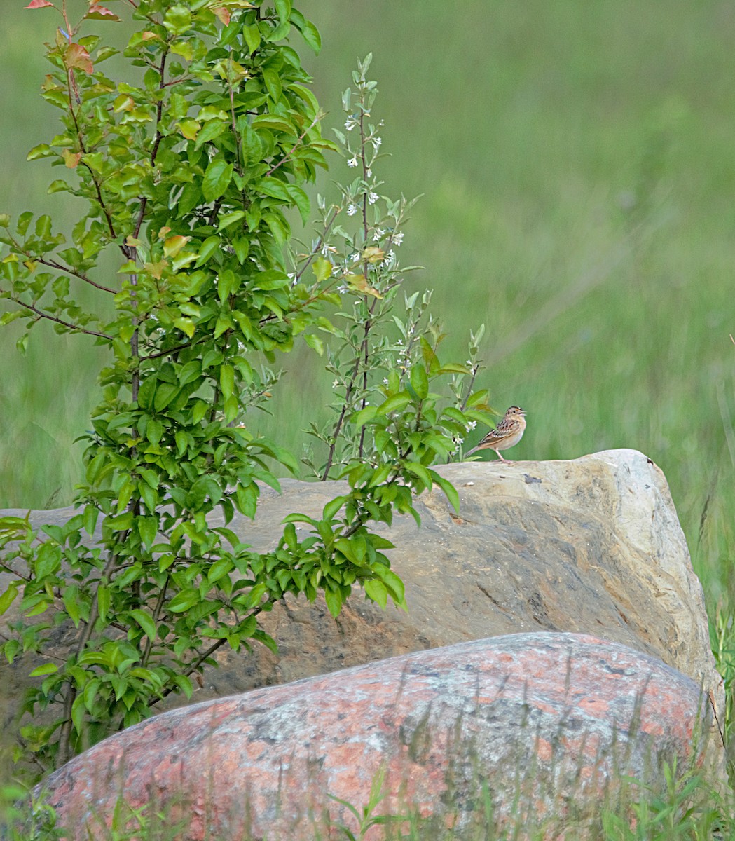 Grasshopper Sparrow - ML449053821