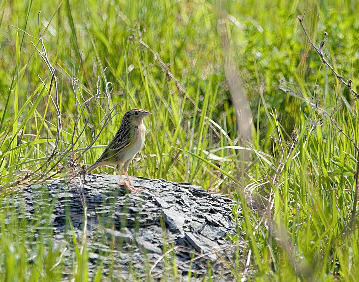 Grasshopper Sparrow - Aurelia Kucera