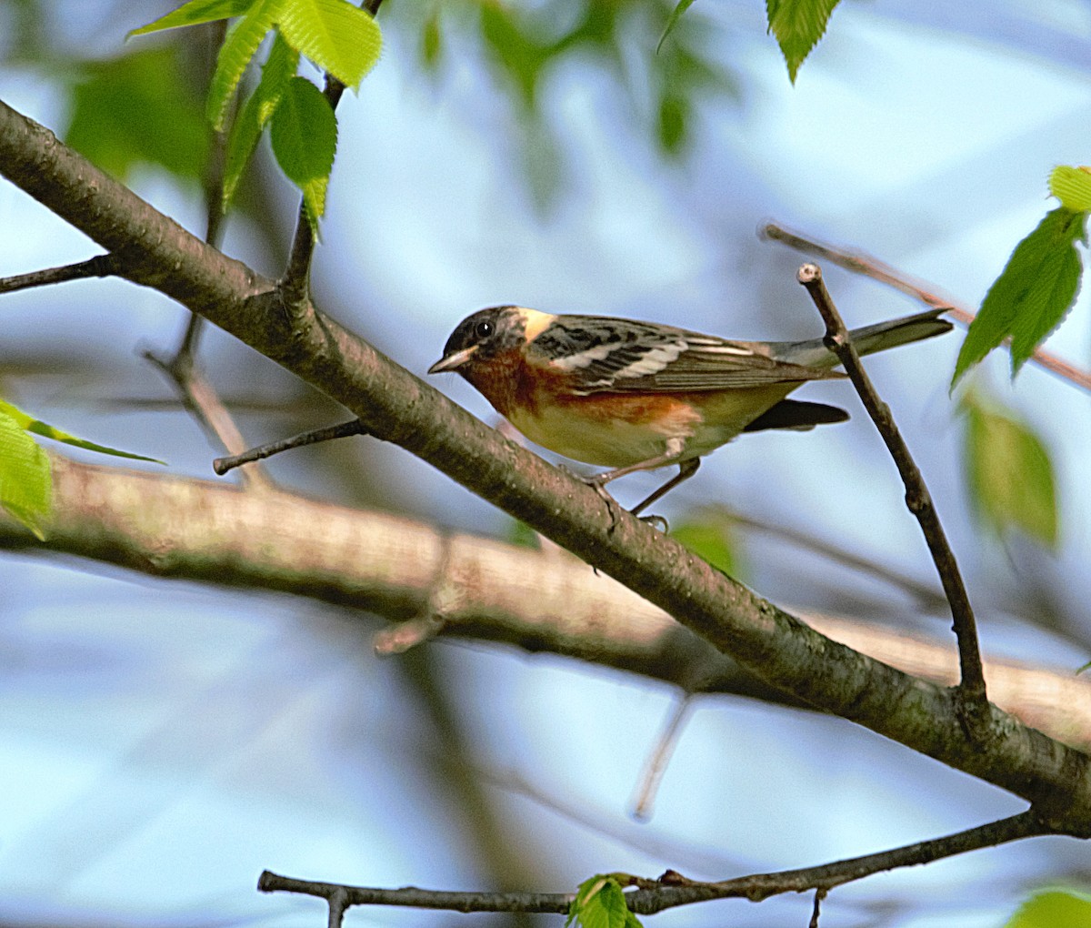 Bay-breasted Warbler - Aurelia Kucera