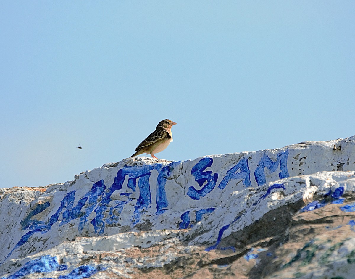 Grasshopper Sparrow - Aurelia Kucera