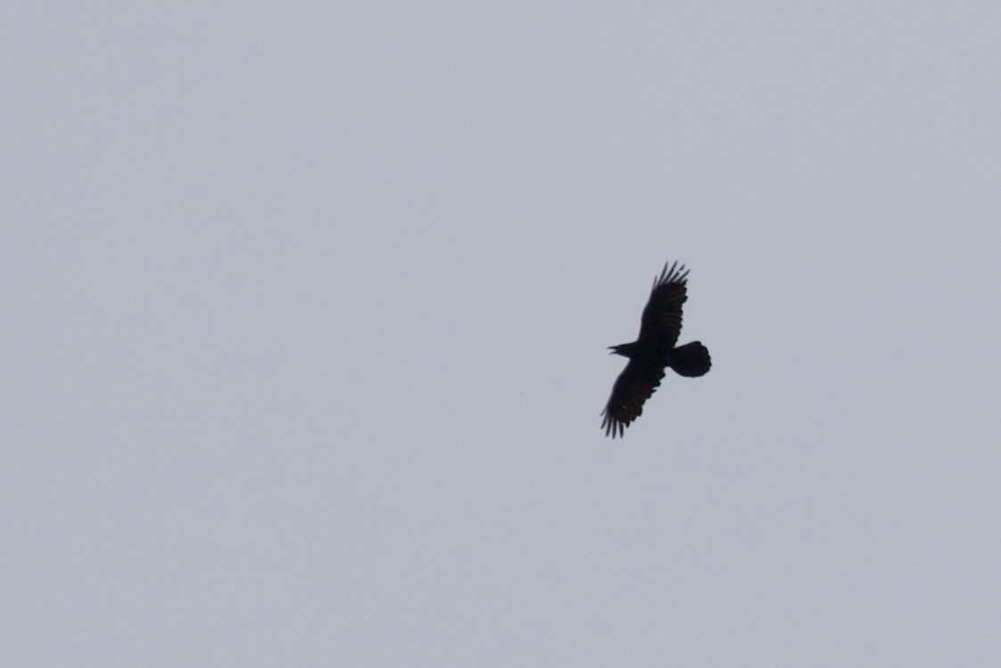 Common Raven - ML449054411