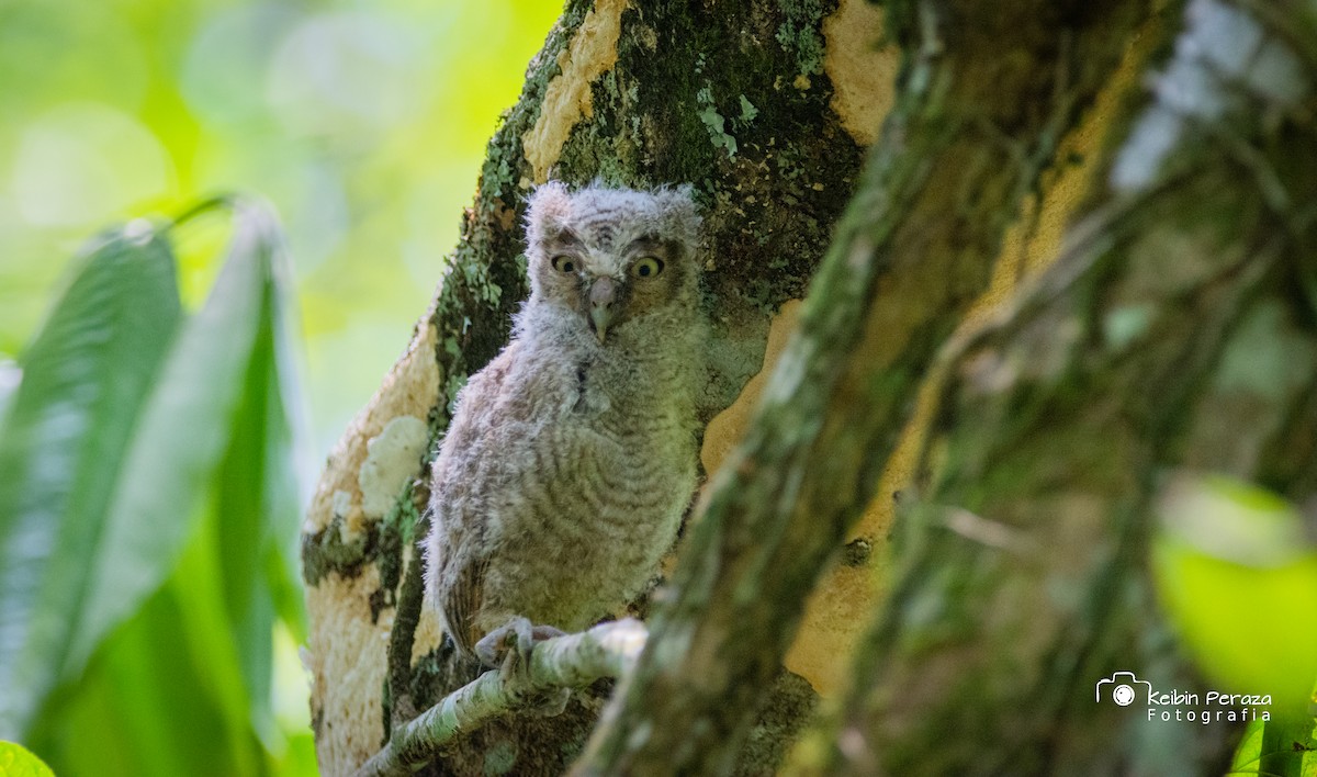 Middle American Screech-Owl (Middle American) - ML449055651
