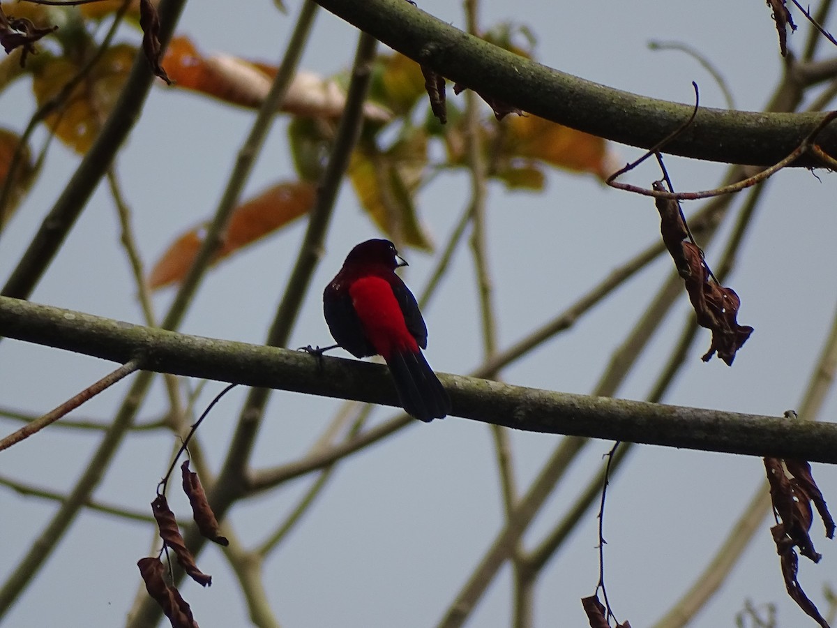 Crimson-backed Tanager - ML449056211