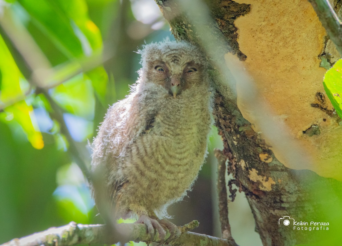 Middle American Screech-Owl (Middle American) - ML449056221
