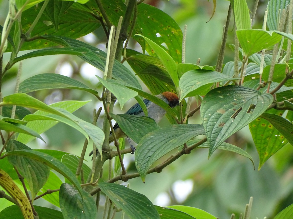 Scrub Tanager - Claramarcela Rubiano Velasco