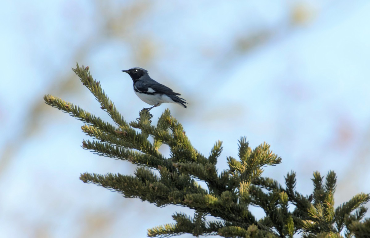 Black-throated Blue Warbler - Wayne Greene