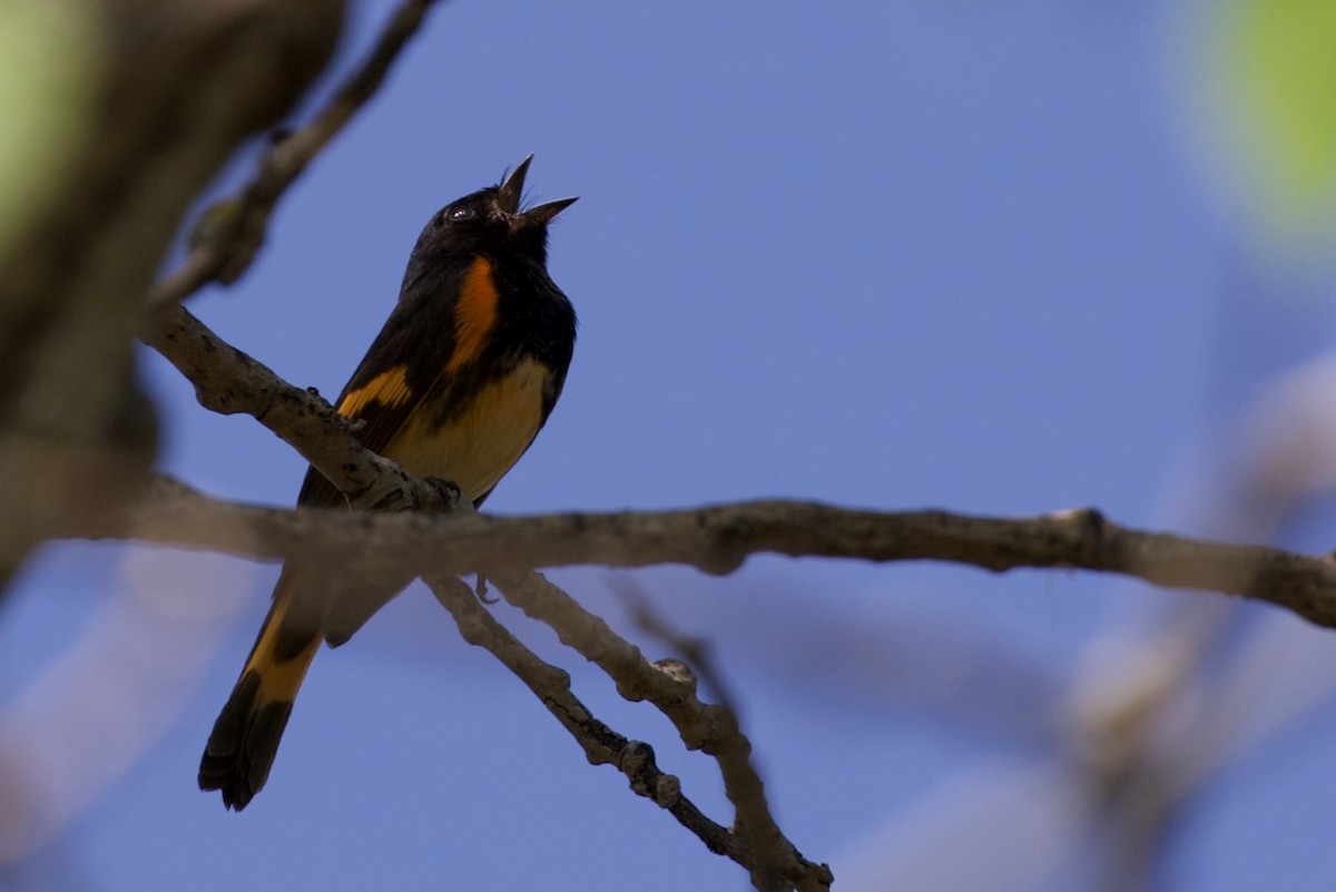 American Redstart - ML449057831