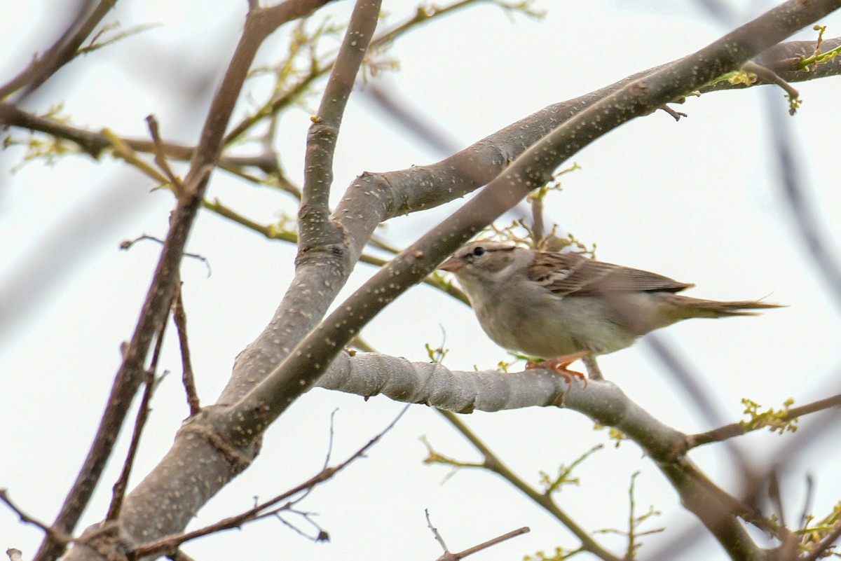 Chipping Sparrow - ML449058001