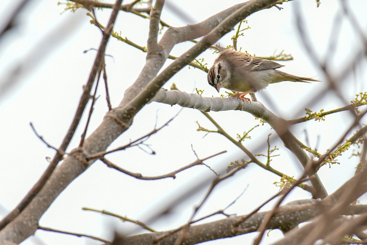 Chipping Sparrow - ML449058021