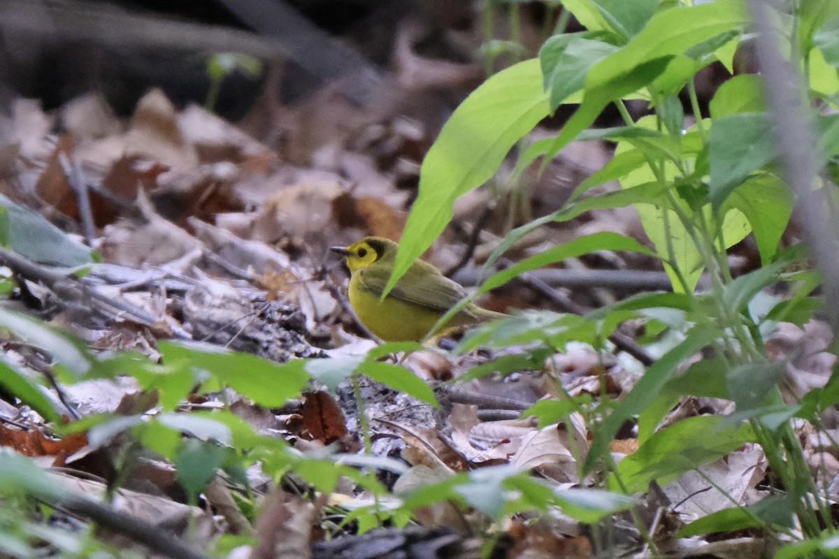 Hooded Warbler - Austin C & Haocong R