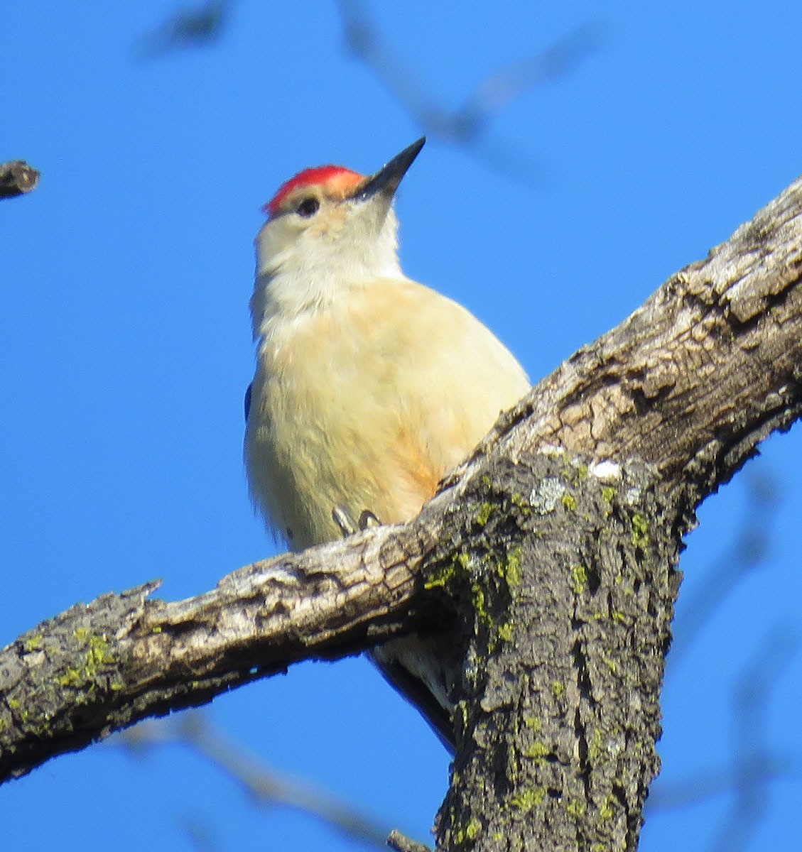 Red-bellied Woodpecker - ML44905951