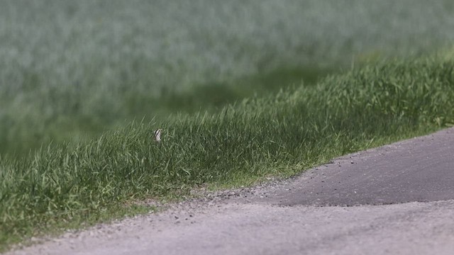 Eastern Meadowlark - ML449059901