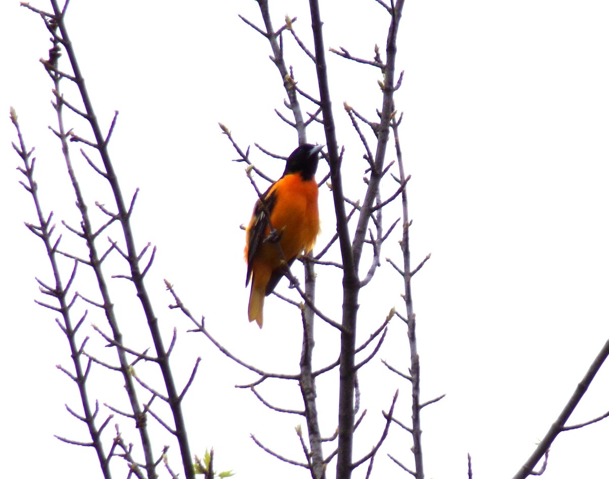 Baltimore Oriole - ML449063411