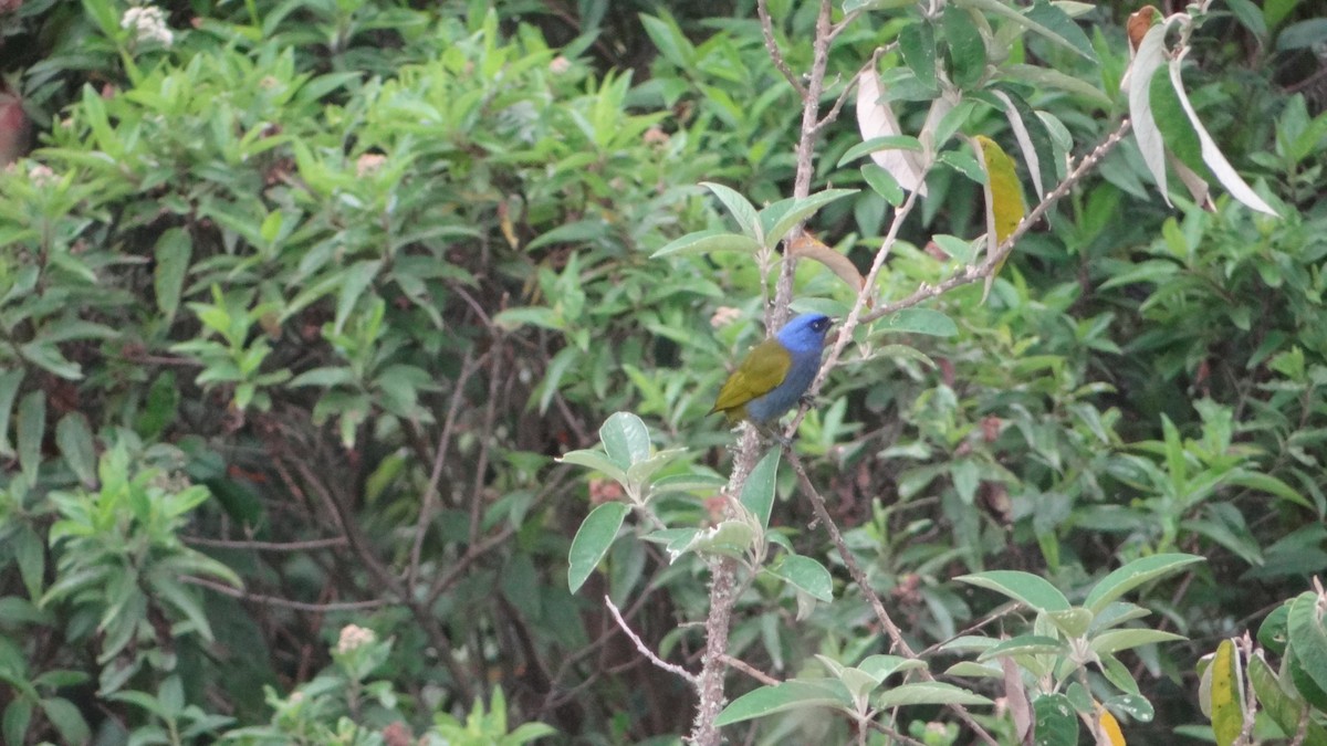 Blue-capped Tanager - ML449064371