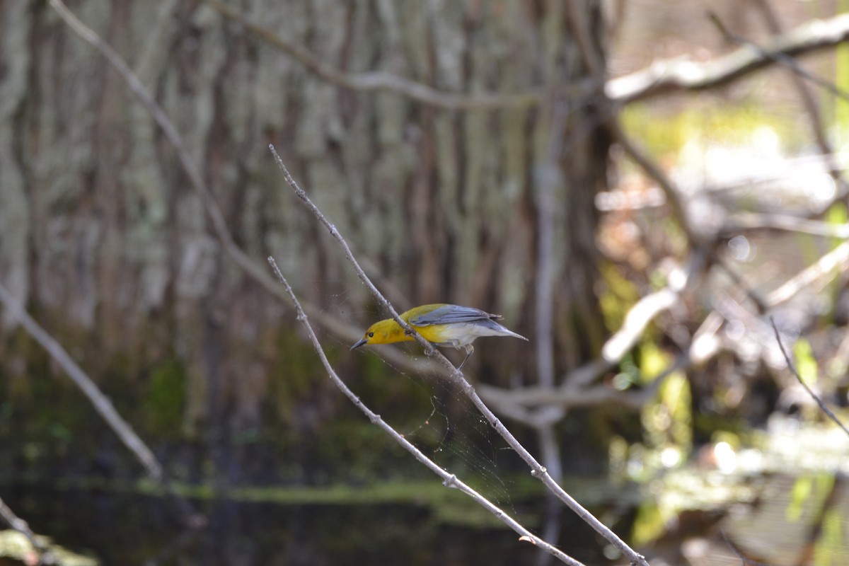 Prothonotary Warbler - ML449064511