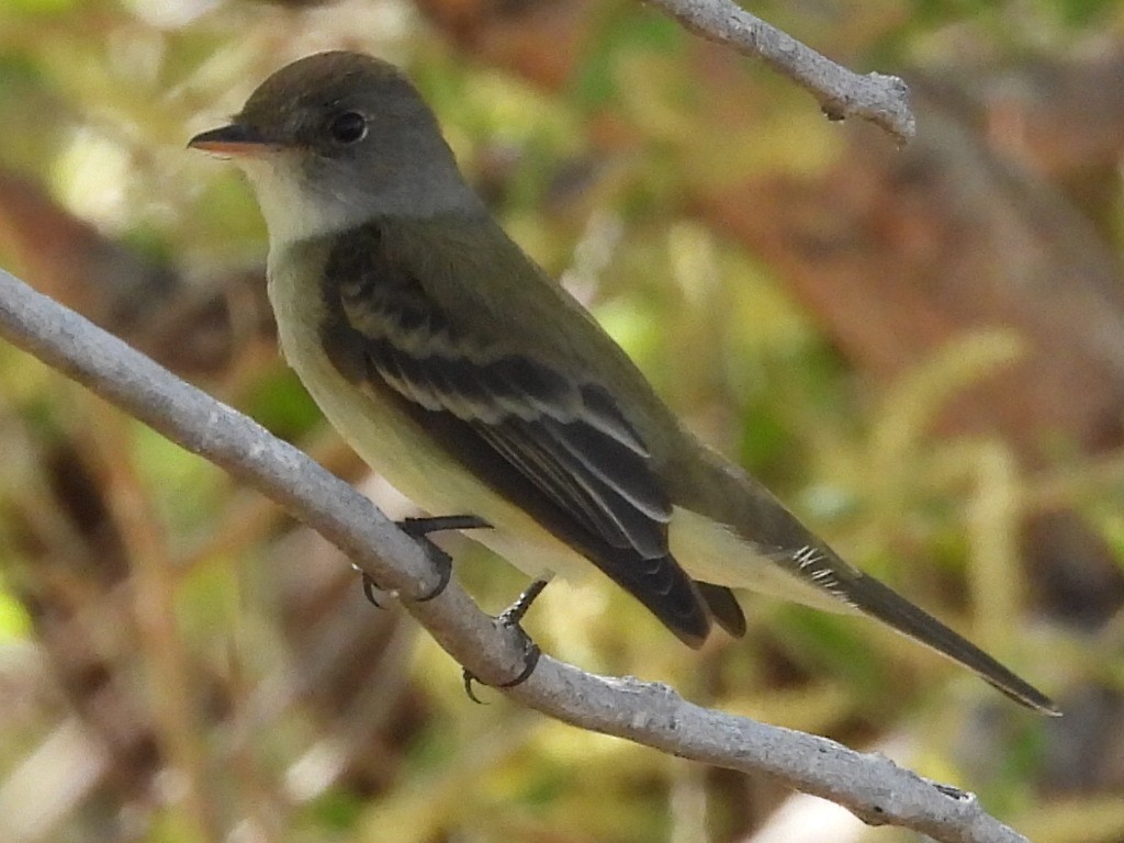 Alder/Willow Flycatcher (Traill's Flycatcher) - ML449064541