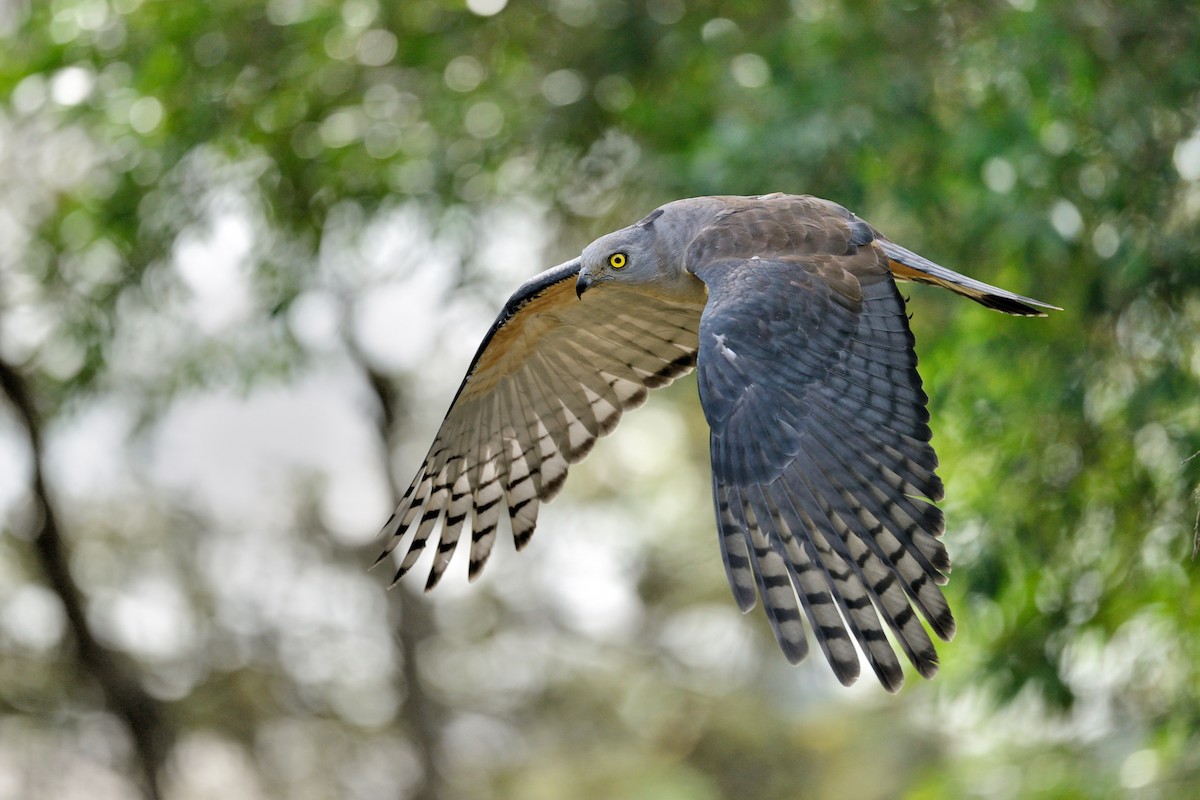 Pacific Baza - ML449064561