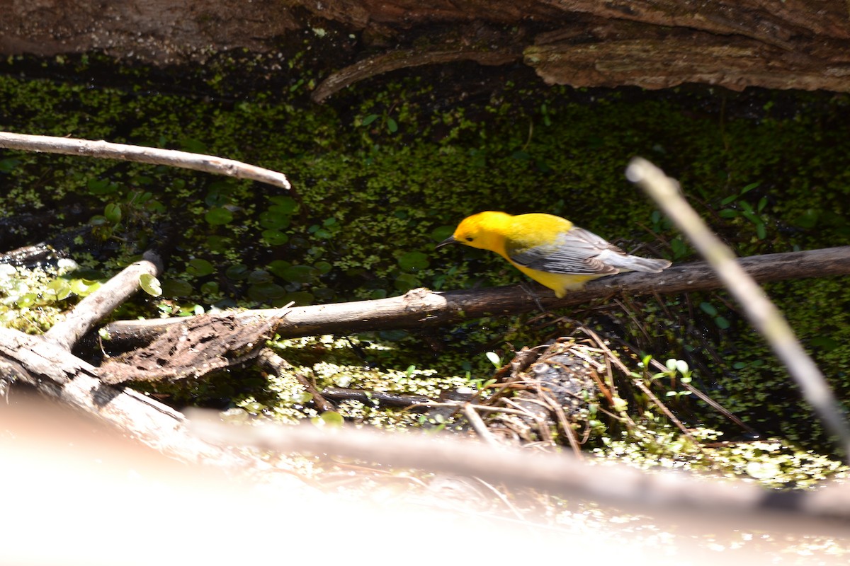 Prothonotary Warbler - ML449064671