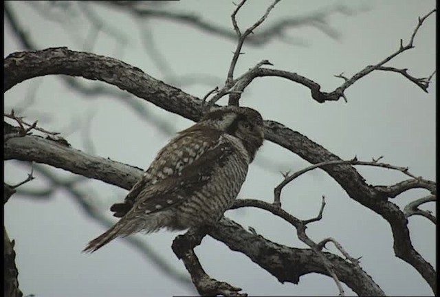 Northern Hawk Owl (American) - ML449065