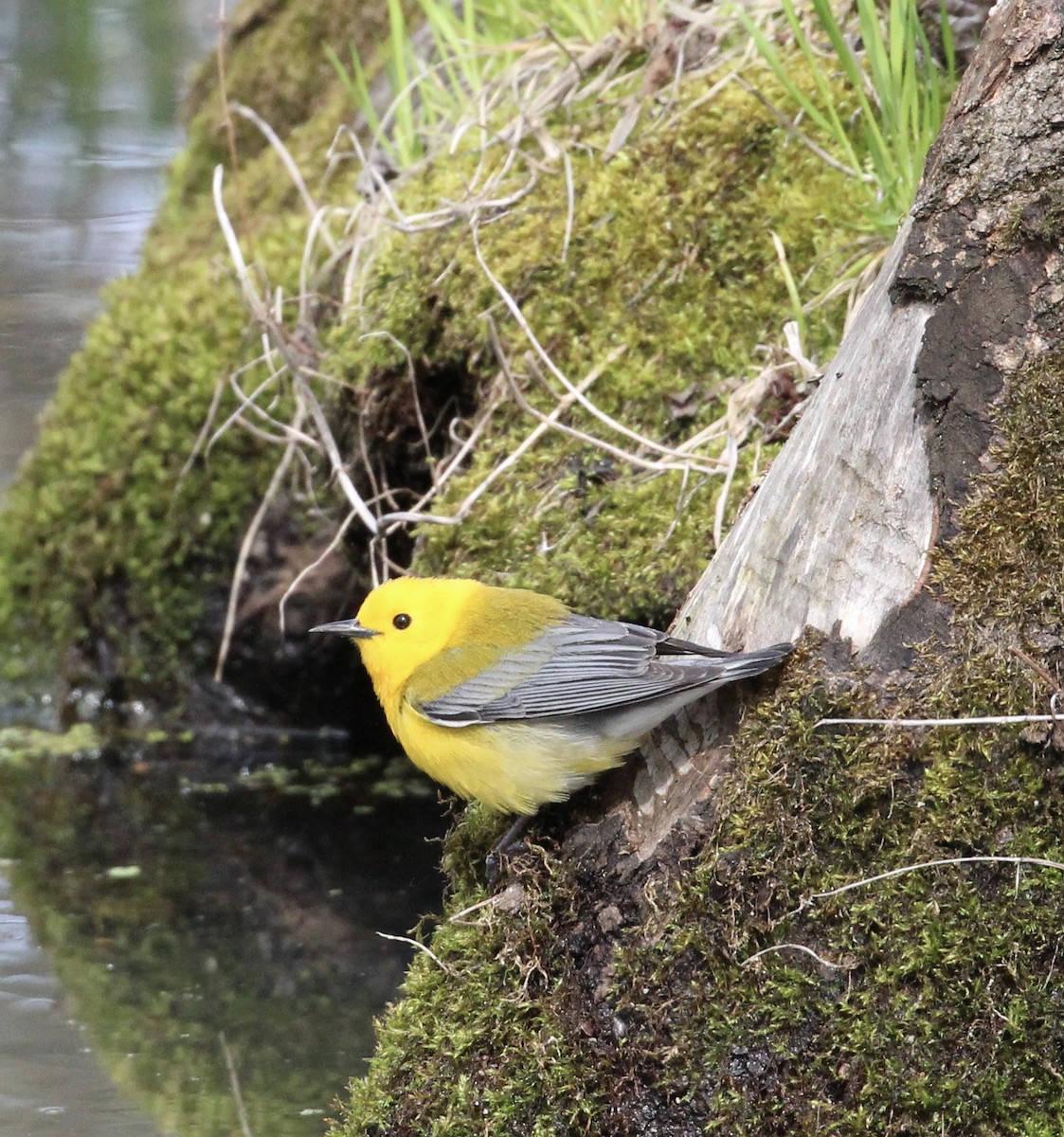 Prothonotary Warbler - ML449065191