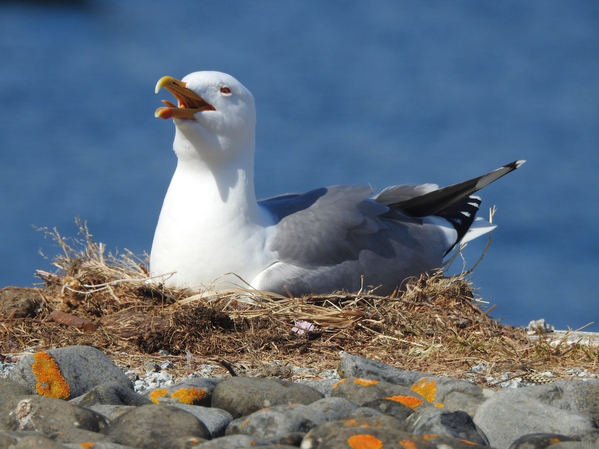 Yellow-legged Gull - ML449065211