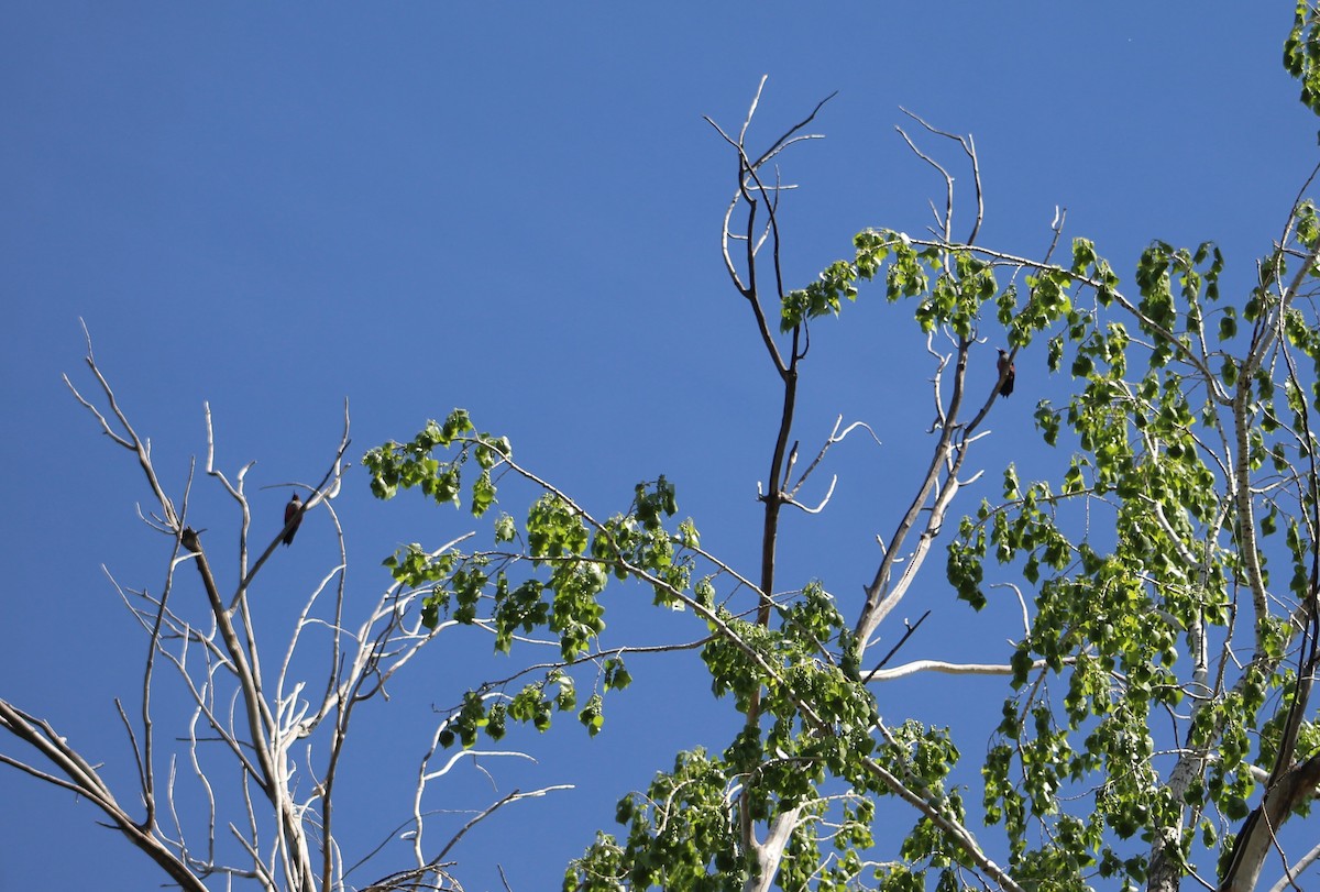 Lewis's Woodpecker - ML449065671