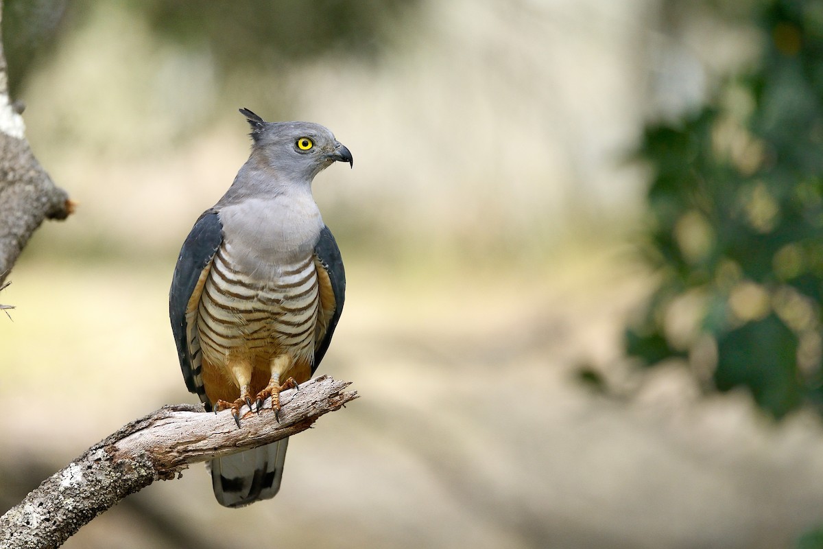 Pacific Baza - Paul Maury