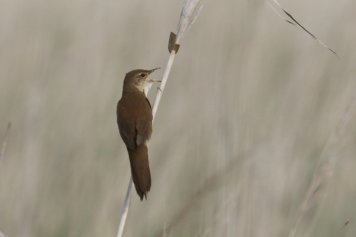 Savi's Warbler - ML449066801