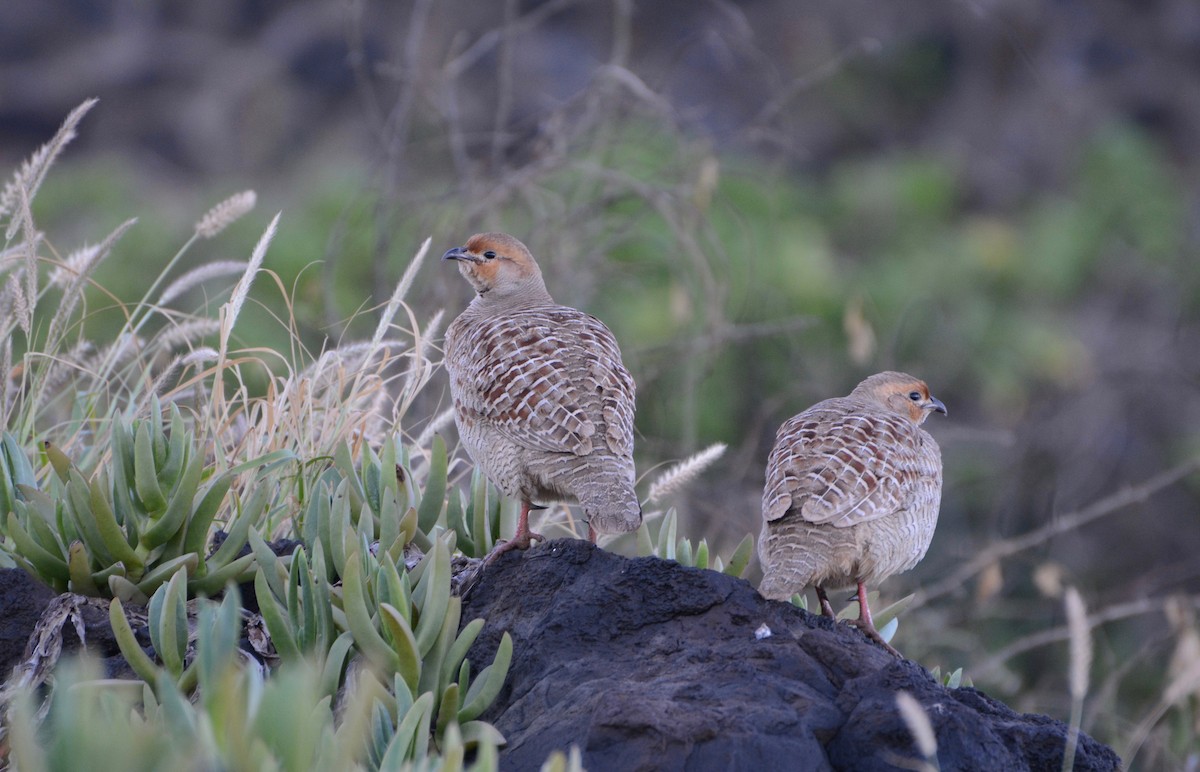 Gray Francolin - Bridget Spencer