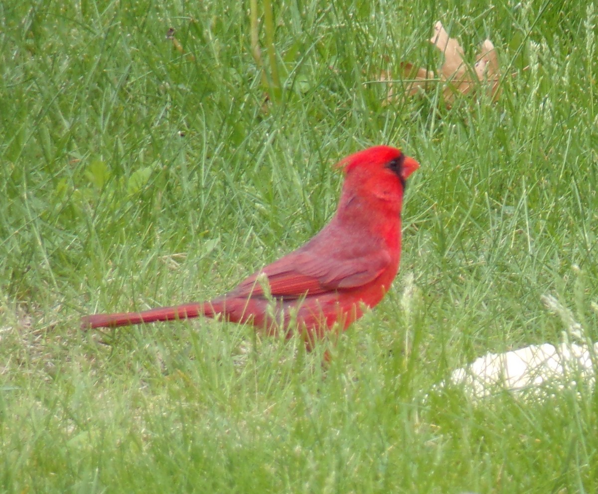 Northern Cardinal - ML449067861