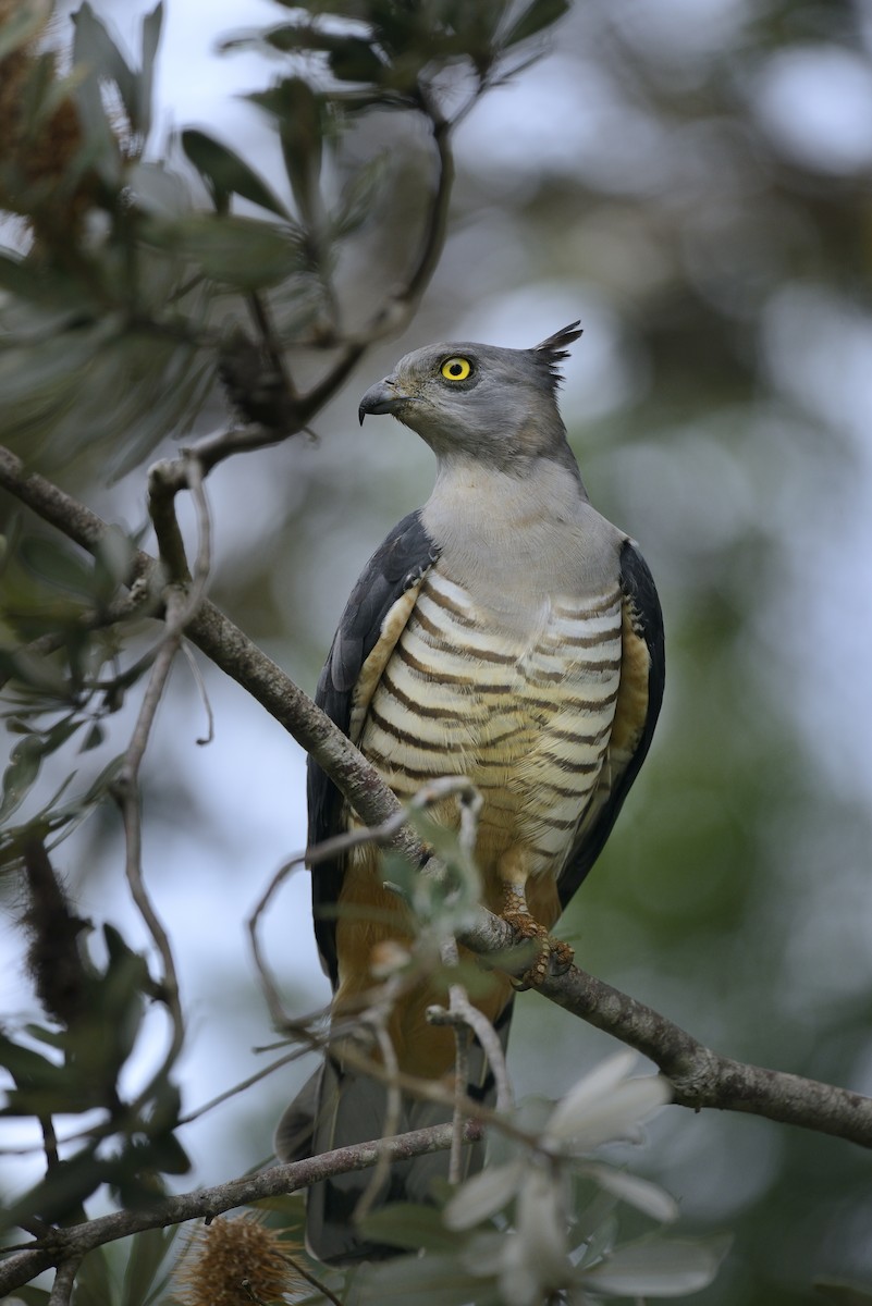 Pacific Baza - Paul Maury