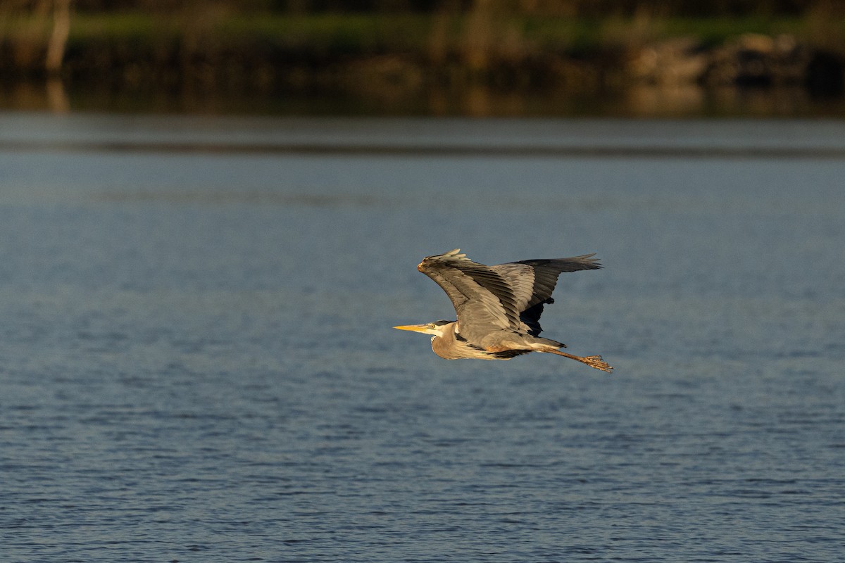 Great Blue Heron - ML449068891