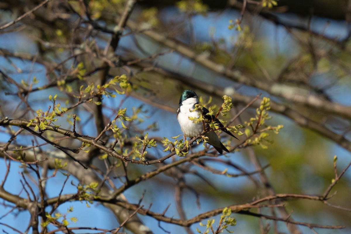 Tree Swallow - ML449069431