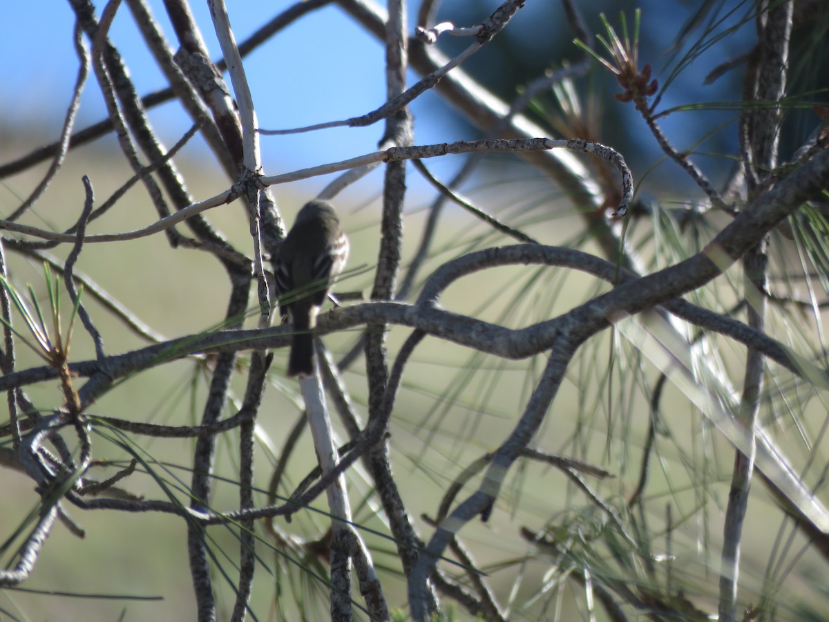 Hammond's Flycatcher - ML449069881