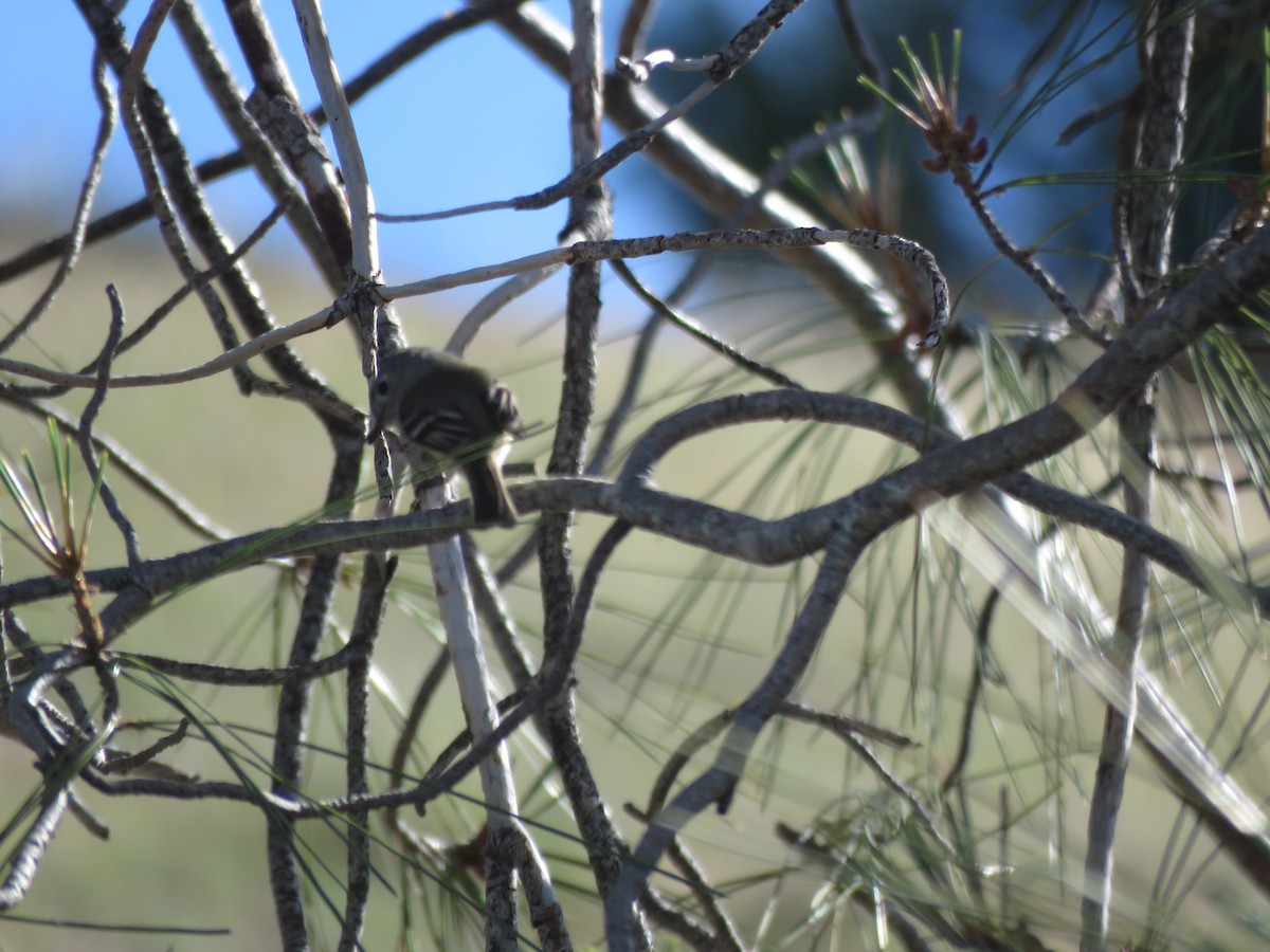 Hammond's Flycatcher - ML449069951