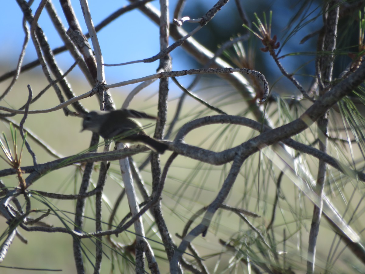 Hammond's Flycatcher - ML449069961