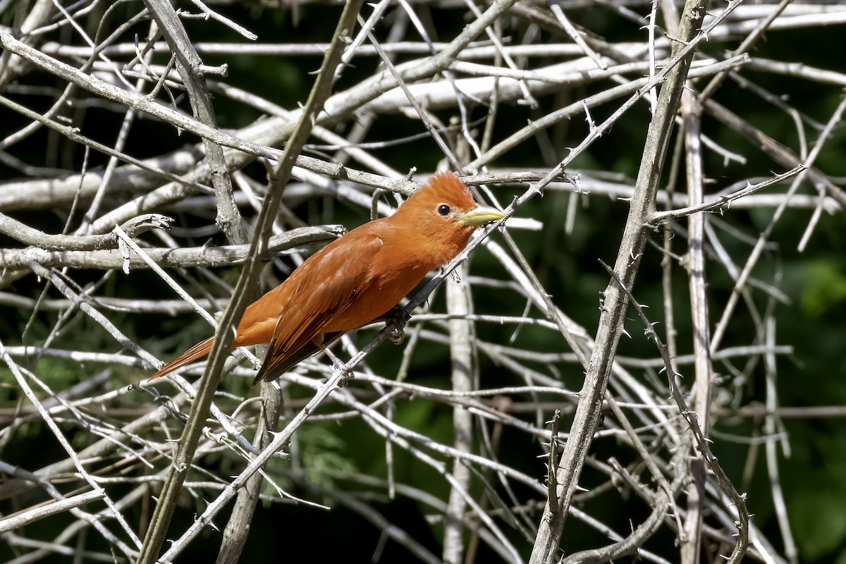 Summer Tanager - ML449070271