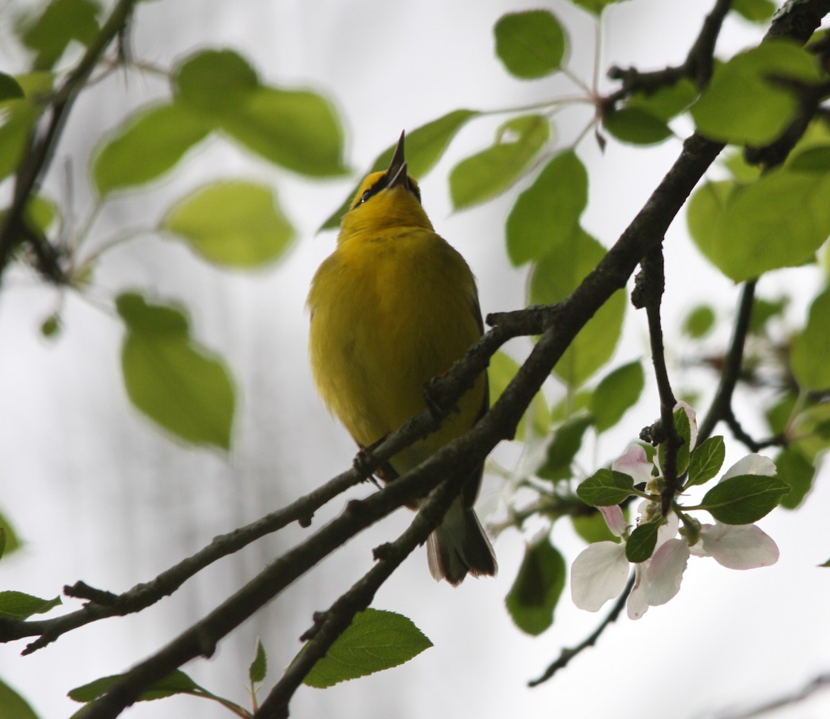 blåvingeparula - ML449071151