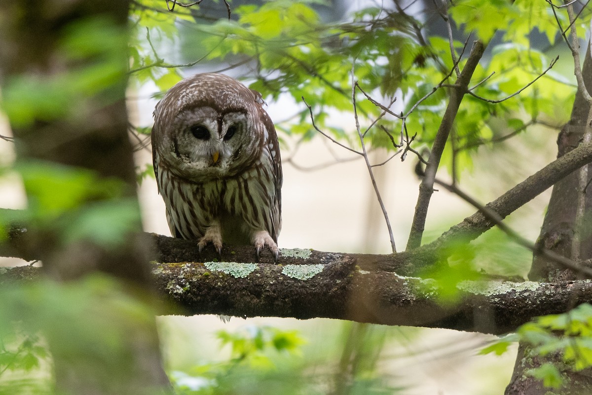 Barred Owl - Steve Rappaport