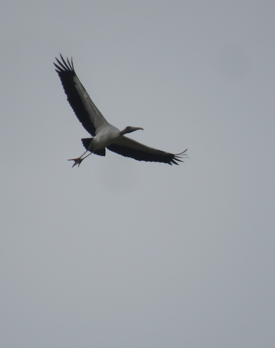 Wood Stork - Diego Rojas