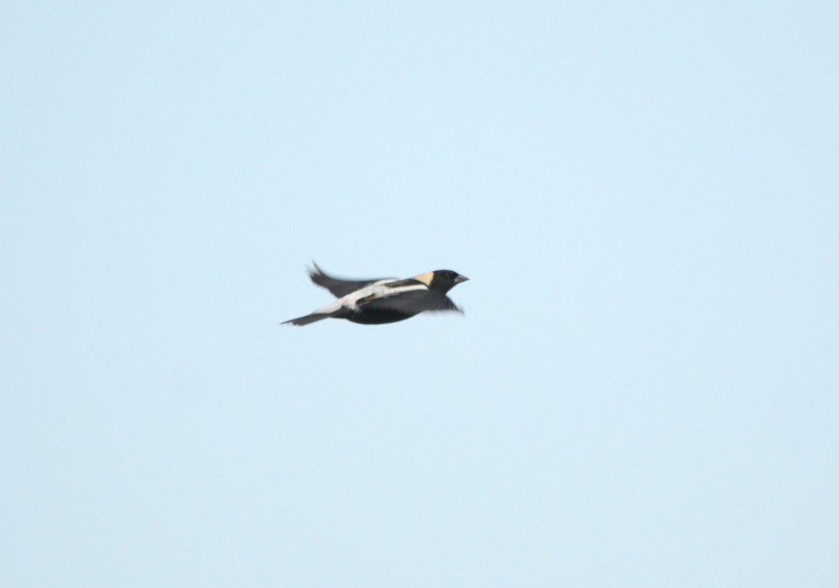 Bobolink - ML449072251