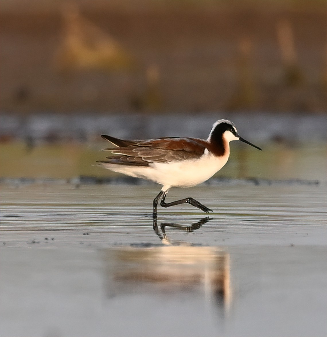 Wilson's Phalarope - ML449072741